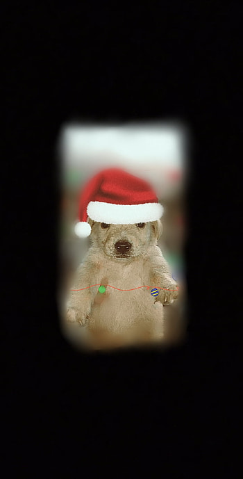 Perro, navidad HD phone wallpaper