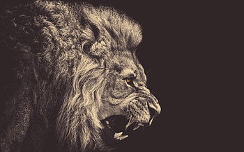 Animals, Lions HD wallpaper