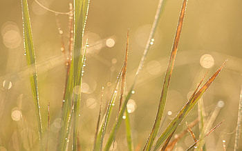 Grass, Drops, Macro HD wallpaper