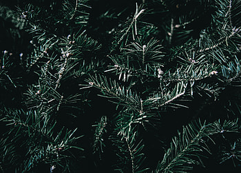 Nature, Branches, Spruce, Fir, Thorns, Prickles HD wallpaper