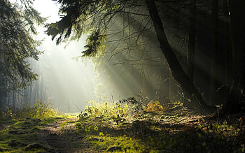 Landscape, Trees HD wallpaper
