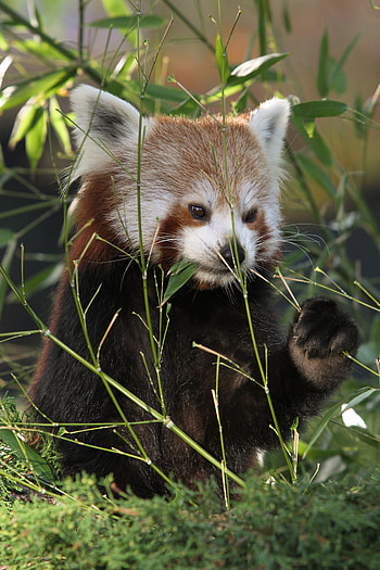 Animals, Grass, Sweetheart, Nice, Panda, Red Panda HD phone wallpaper