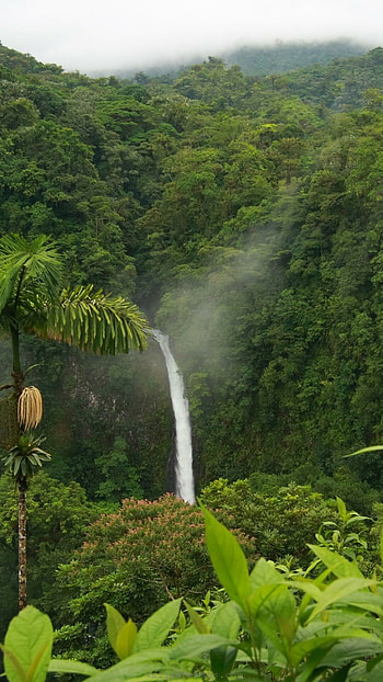 Jungle landscape, Tropical paradise, Stunning beauty HD phone wallpaper