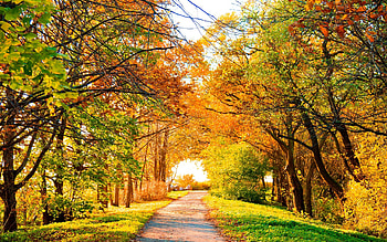 Path, , Fall, Tree HD wallpaper