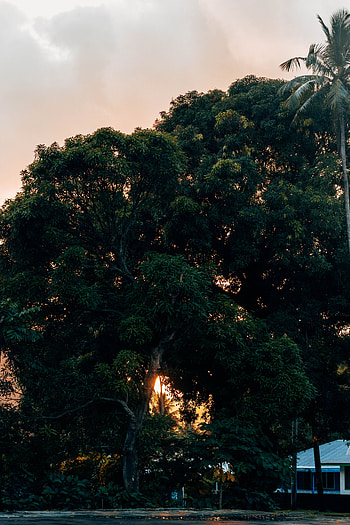 Nature, Plant, Wood, Tree HD phone wallpaper