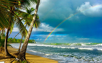 Rainbow over Ocean, palms, rainbow, ocean, beach HD wallpaper