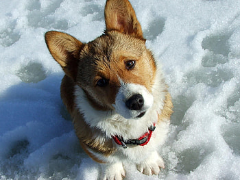 Animals, Snow, Dog, Muzzle, Curiosity, Waiting, Expectation HD wallpaper