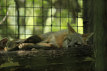 Gray Fox, Fur coat, Unique markings, Stealthy predator HD wallpaper