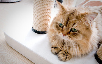 Animals, Cat, Fluffy, Sadness, Window Sill, Windowsill, Sorrow HD wallpaper