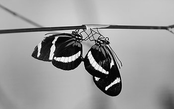 black couple, animal, couple, butterflies, 3d HD wallpaper