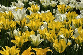Flowers, Tulips, Disbanded, Loose, Lot HD wallpaper