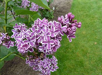 Flowers, Leaves, Lilac, Close-Up, Bloom, Flowering, Branch, Spring HD wallpaper