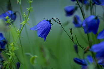 BELLFLOWER, bell, petals, flower, rounde, nature, macro HD wallpaper