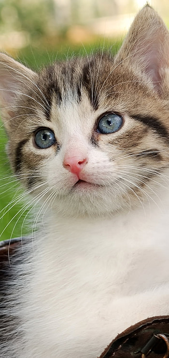 Cute Kittens, kitten, Animal, cat HD phone wallpaper