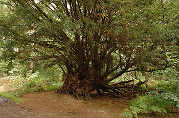 Yew, Oldest tree in Europe, Fortingall yew, Glen Lyon HD wallpaper