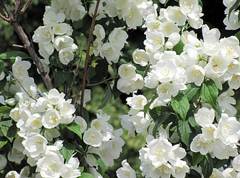 Flowers, Leaves, Branches, Bloom, Flowering, Snow White, Jasmine, Snow-White HD wallpaper