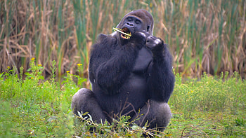 Eating, Gorillas HD wallpaper
