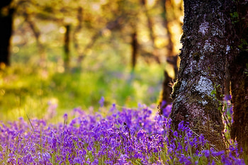 Summer, Nature, Flowers, Wood, Tree, Trunk HD wallpaper