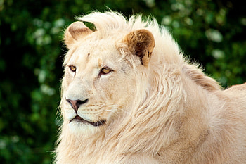 Animals, Muzzle, Lion, Predator, Albino HD wallpaper