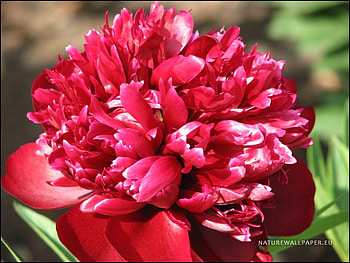 A red gorgeous peony., pretty, red, peony, lovely, special HD wallpaper