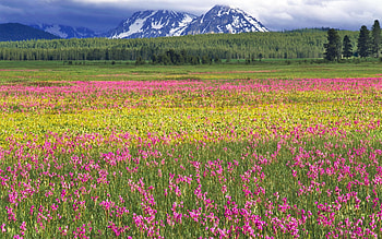 Landscape, Fields, Mountains HD wallpaper