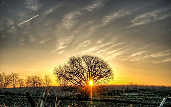 Nature, Sunset, Sky, Wood, Tree, Field HD wallpaper
