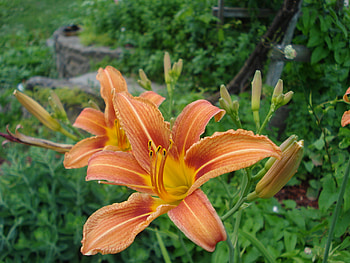 Tiger Lilies, flowers HD wallpaper
