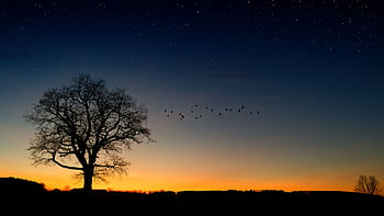 Silhouette of a tree with birds against a starry twilight sky, creating a serene natural backdrop. HD wallpaper