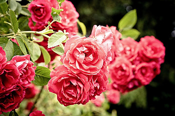 Flowers, Roses, Bush, Close-Up HD wallpaper