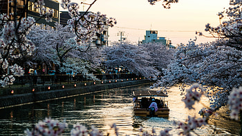 Sakura Blossom Boat Ride in Kyoto Canal - Japan, Japan, Kyoto, boat, sakura, canal HD wallpaper