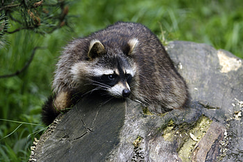 Animals, Lies, Striped, Raccoon HD wallpaper