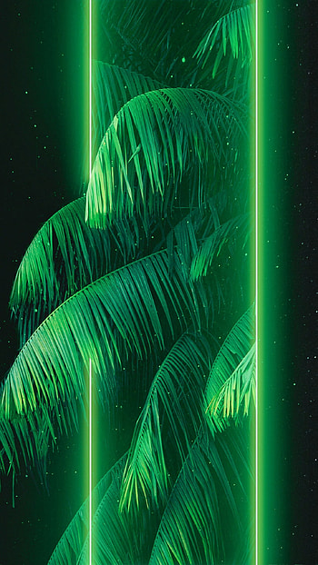 glow, midnight, terrestrial_plant HD phone wallpaper