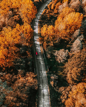Nature, Trees, Autumn, View From Above, Road HD phone wallpaper