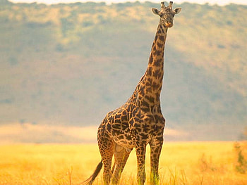Giraffe, africa, animal, mountain HD wallpaper
