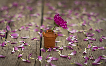 Purple flower, purple, jarr, still life, flower HD wallpaper