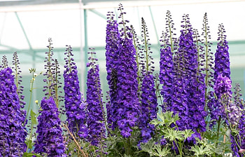 Flowers, Violet, Bright, Greens, Dolphinium, Delphinium HD wallpaper
