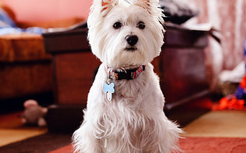 Dog, bark, animal, puppy, friend HD wallpaper