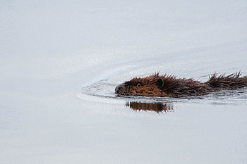 Animals, Water, Swimming, Wildlife, Beaver HD wallpaper