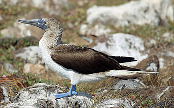 Blue footed booby, Full , Bird, Adorable HD wallpaper