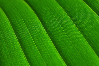 Leaf surface, macro HD wallpaper
