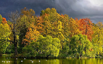 Nature, Trees, Ducks, Autumn, Clouds, Lake, Shore, Bank, Mainly Cloudy, Overcast HD wallpaper