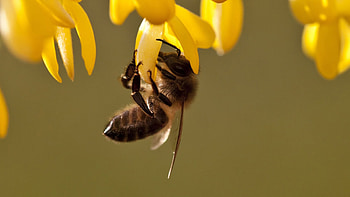 Bee, Stunning bee , Vibrant insect, Nature's marvel HD wallpaper