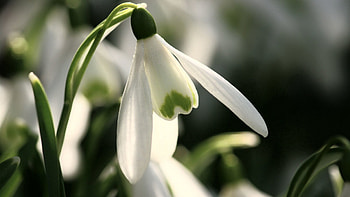 Macro, Petals, Snowdrop, Spring Flower HD wallpaper