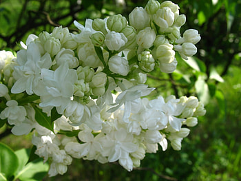 Plants, Flowers HD wallpaper