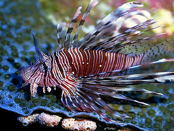 Amazing Fish, cool, fish, amazing HD wallpaper