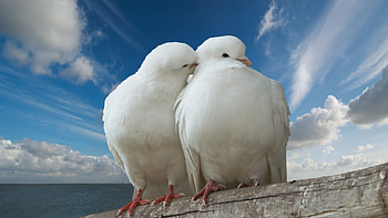 Animals, Birds, Pigeons HD wallpaper
