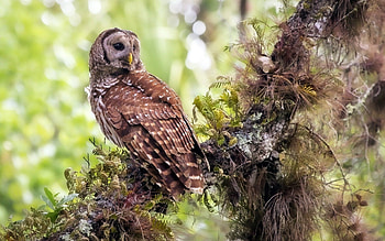 *** Owl in a tree ***, sowa, zwierzeta, ptaki, drzewo HD wallpaper