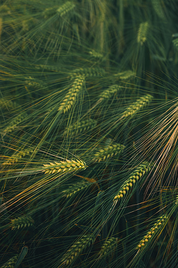 Grass, Plant, Macro, Ears, Spikes HD phone wallpaper