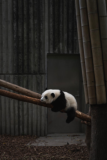 Animals, Wood, Tree, Animal, Bamboo, Panda HD phone wallpaper