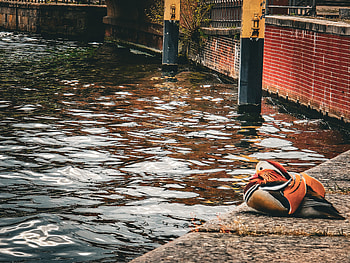 cute little duck, duck, Animal HD wallpaper